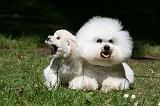 BICHON FRISE 604